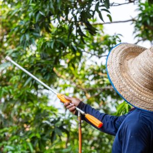 Farmers spray lychee in the garden.